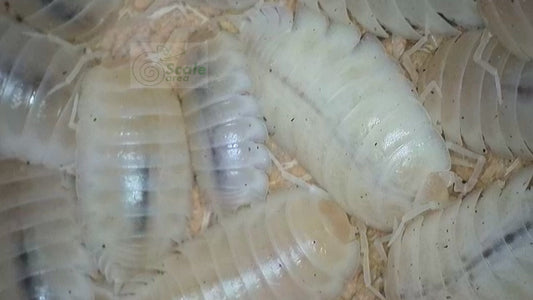 Porcellio laevis "Albino T-"