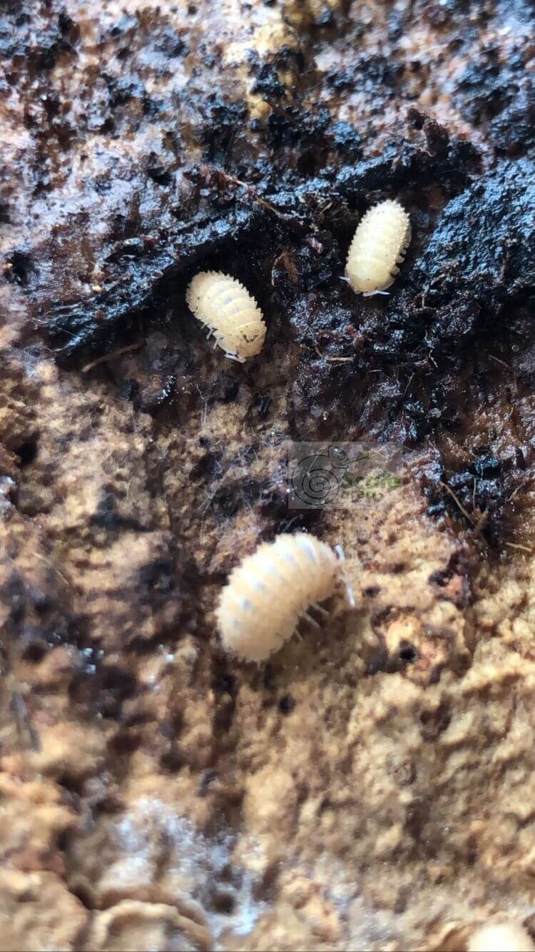 Cristarmadillidium muricatum