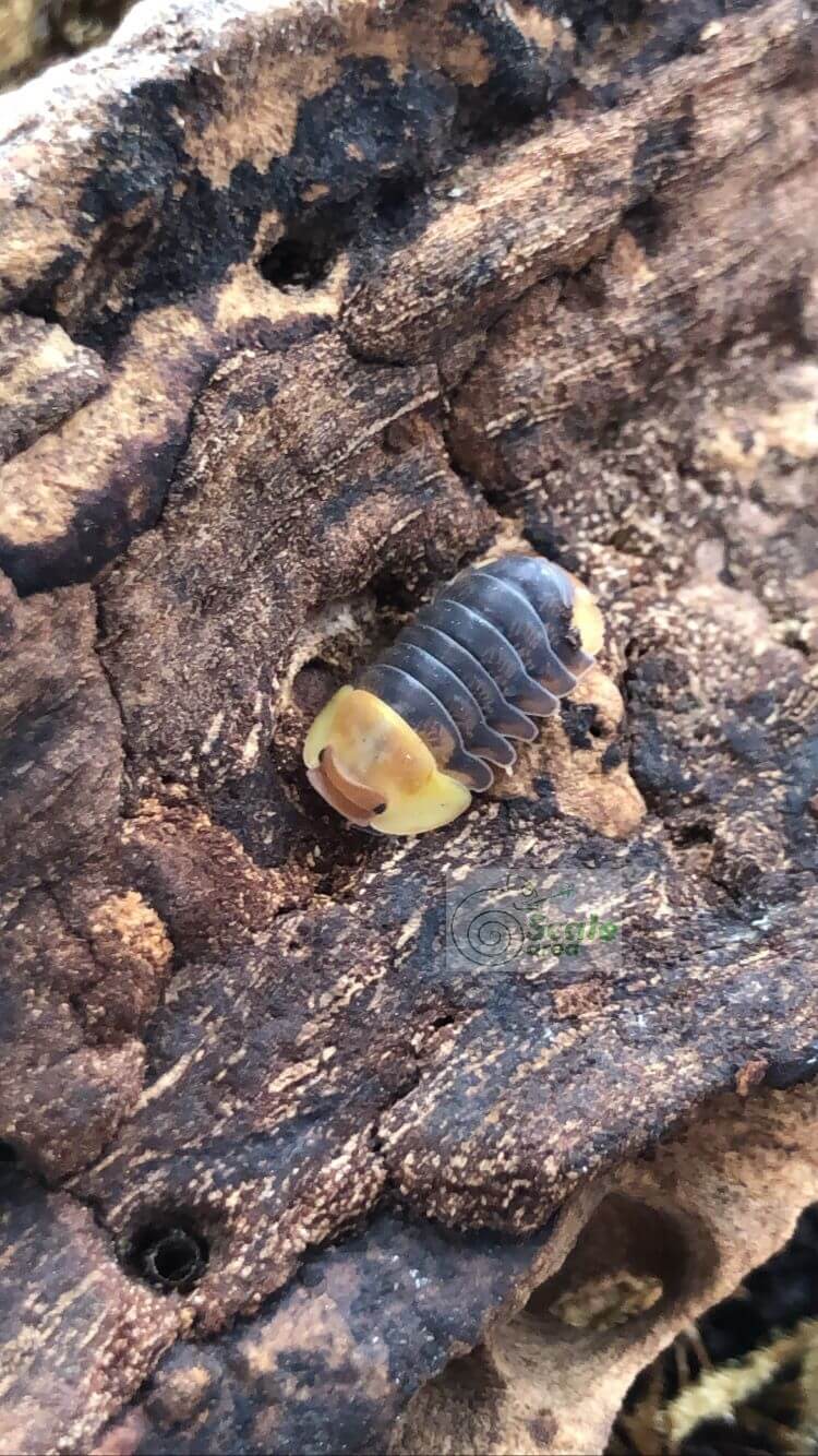 Cubaris sp. "rubber ducky"