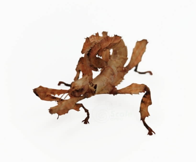 Extatosoma tiaratum (insecto hoja seca)