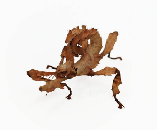 Extatosoma tiaratum (insecto hoja seca)