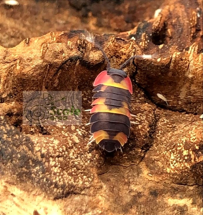 Merulanella sp. "Tricolor"