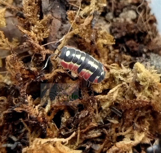 Ardentiella sp. “devil network”