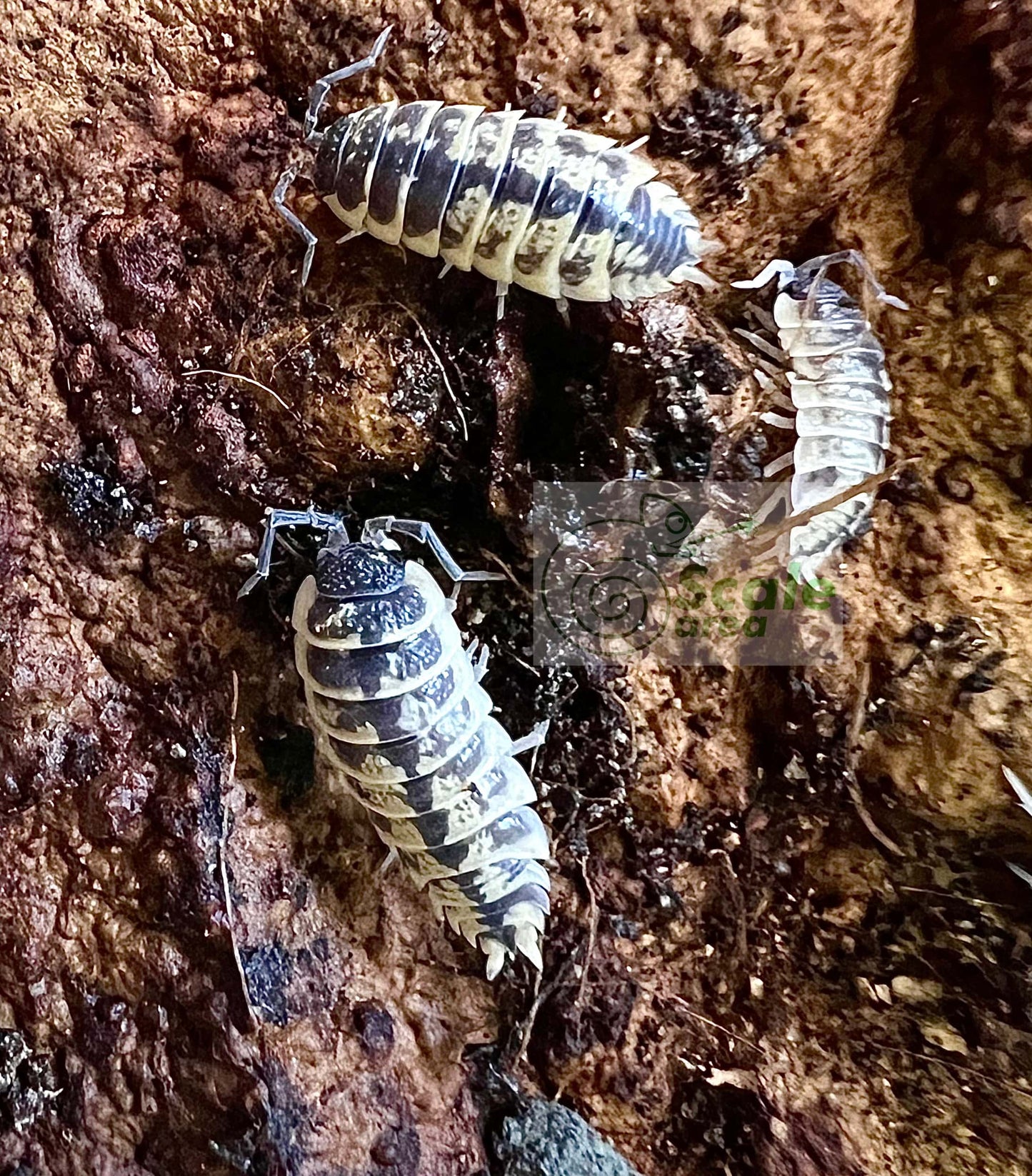 Porcellio ornatus "high yellow"