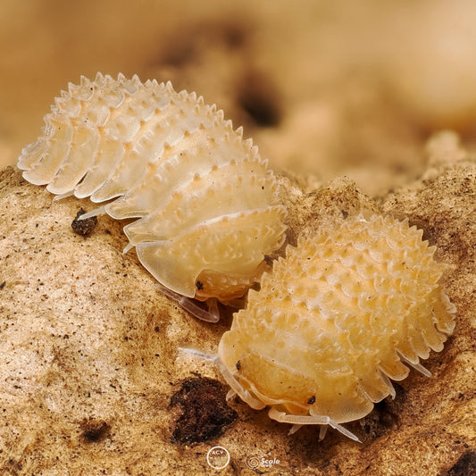 Cristarmadillidium muricatum