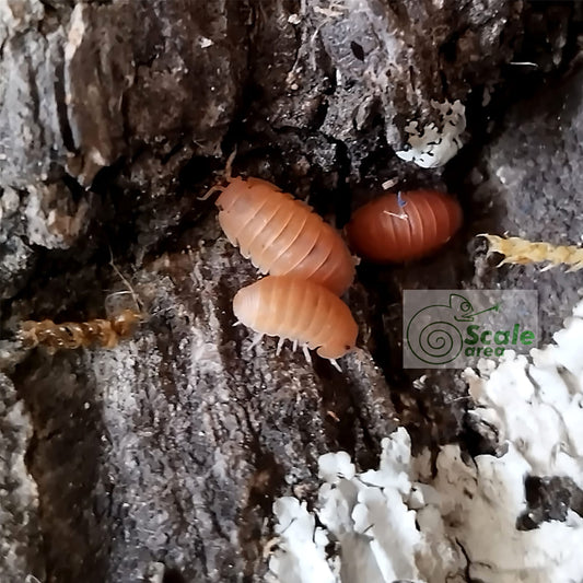 Cubaris murina "Mandarin"