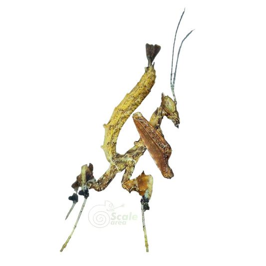 Mantis dragón (Stenophylla lobivertex)