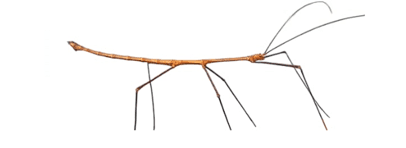 Insecto palo azul (Myronides glaucus. "Peleng")