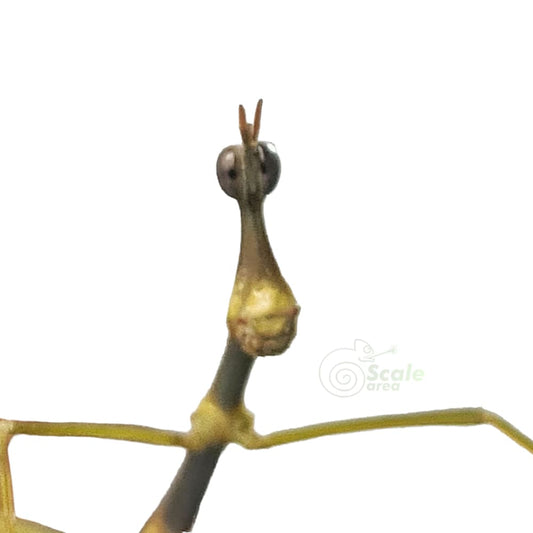 Saltamontes palo (Pseudoproscopia latirostris)