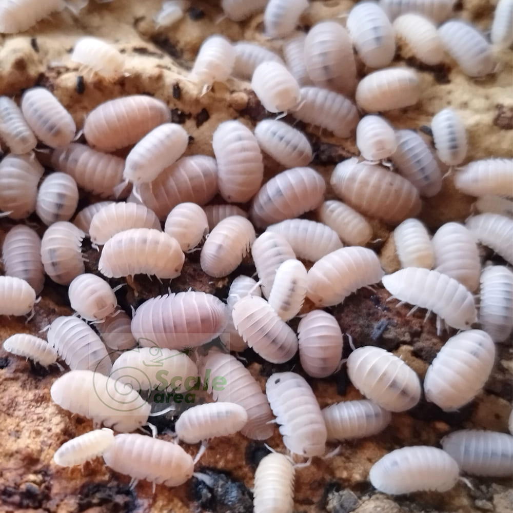 Cubaris murina "papaya"