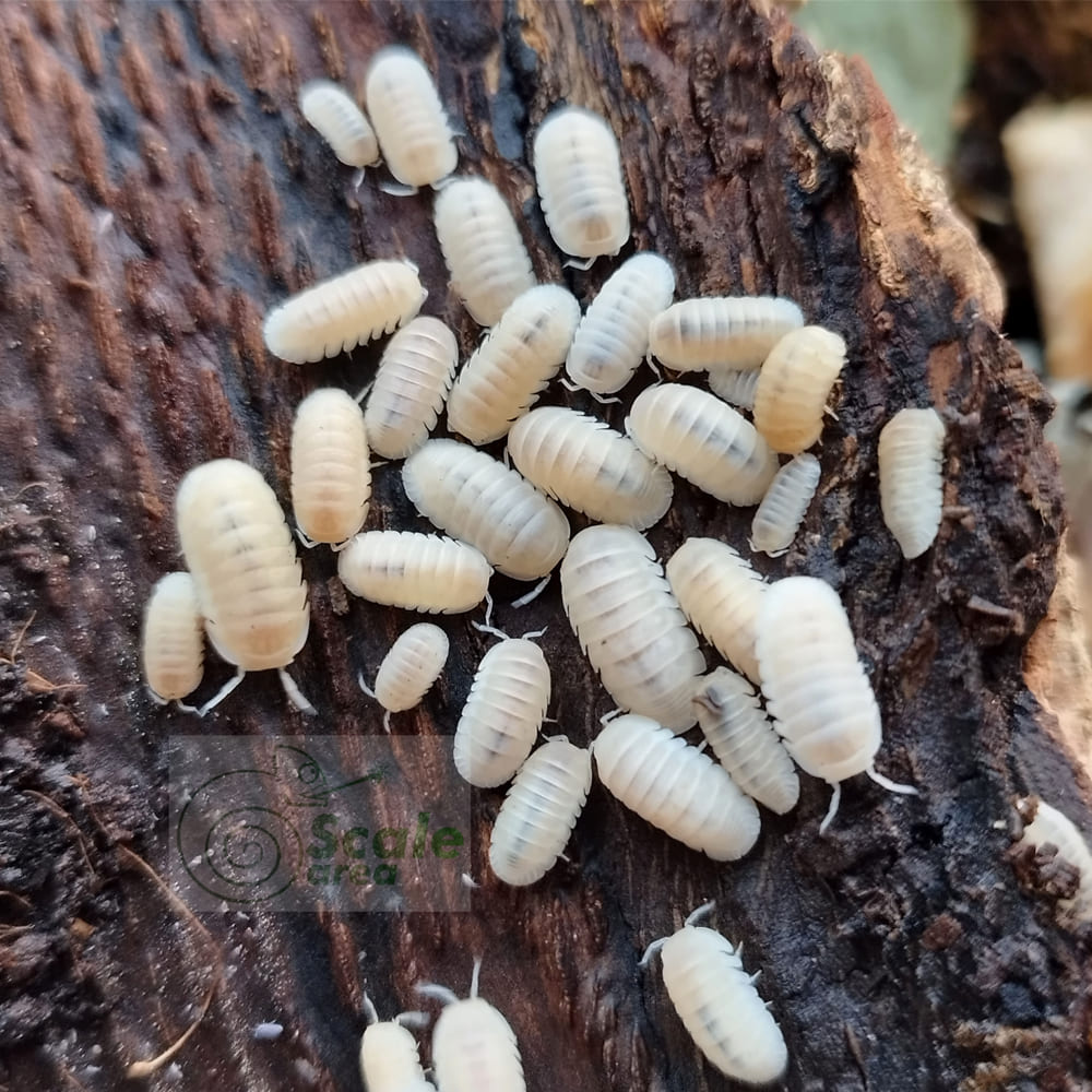 Cubaris murina "glacier"