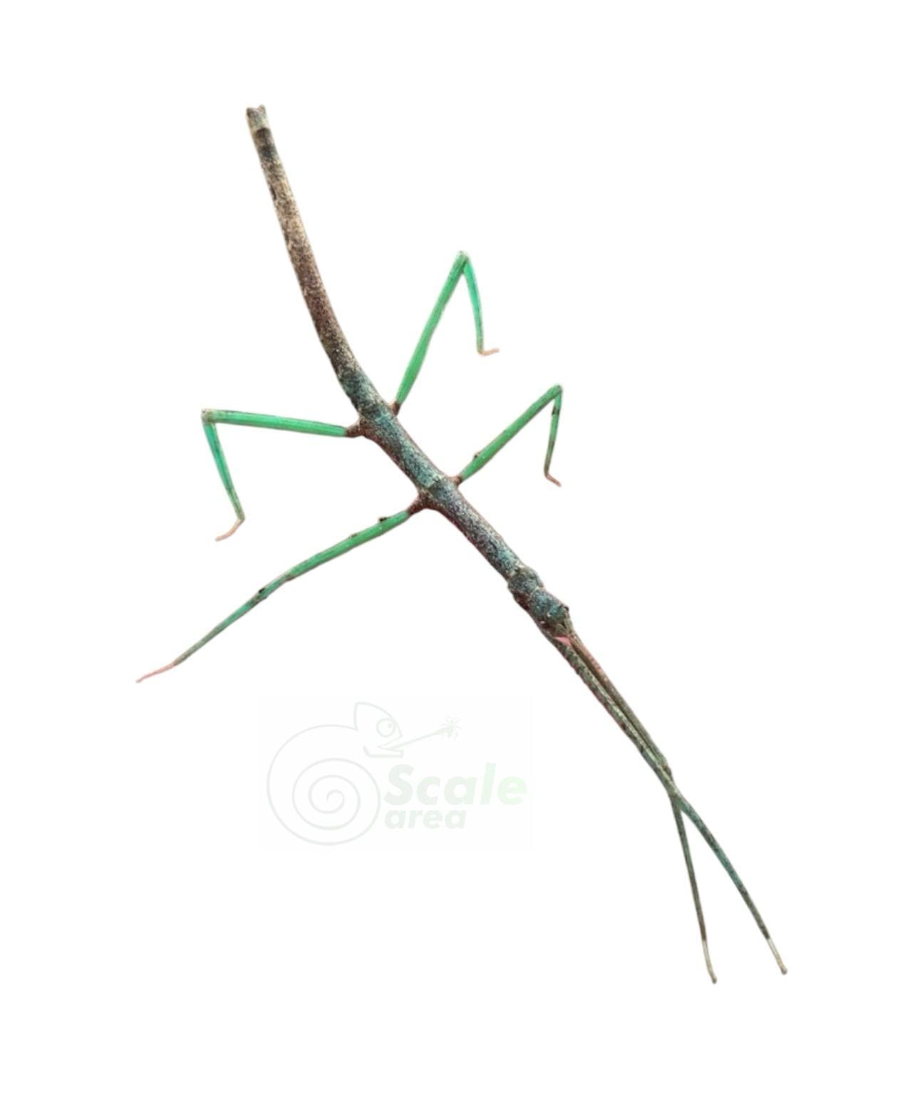 Insecto palo azulado (Medauroidea extradentata "Blue line")