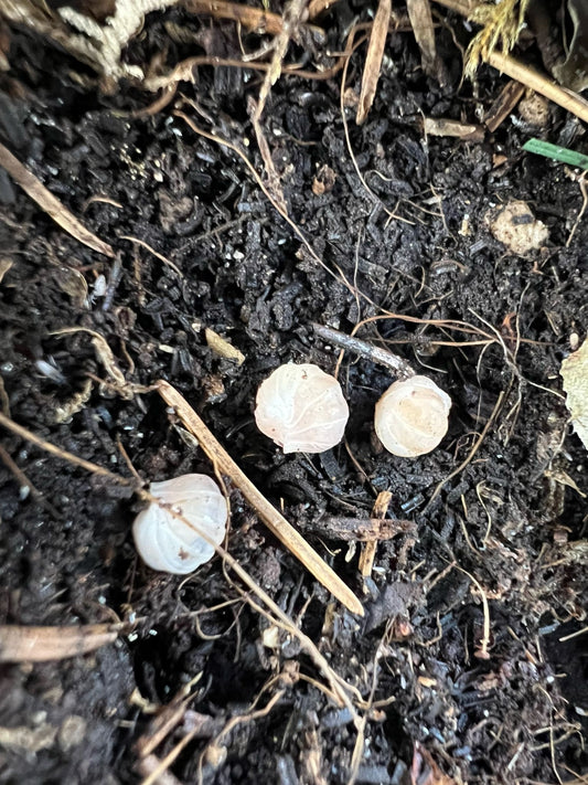 Cubaris sp. "pink panda king"