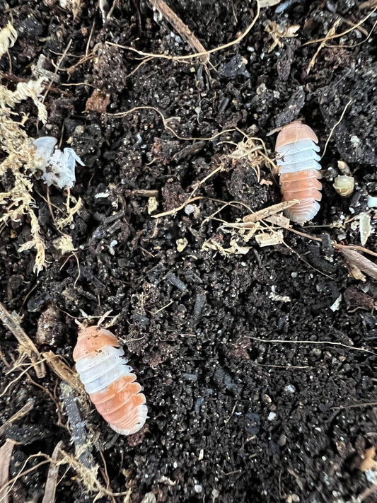 Cubaris sp. "red panda king"