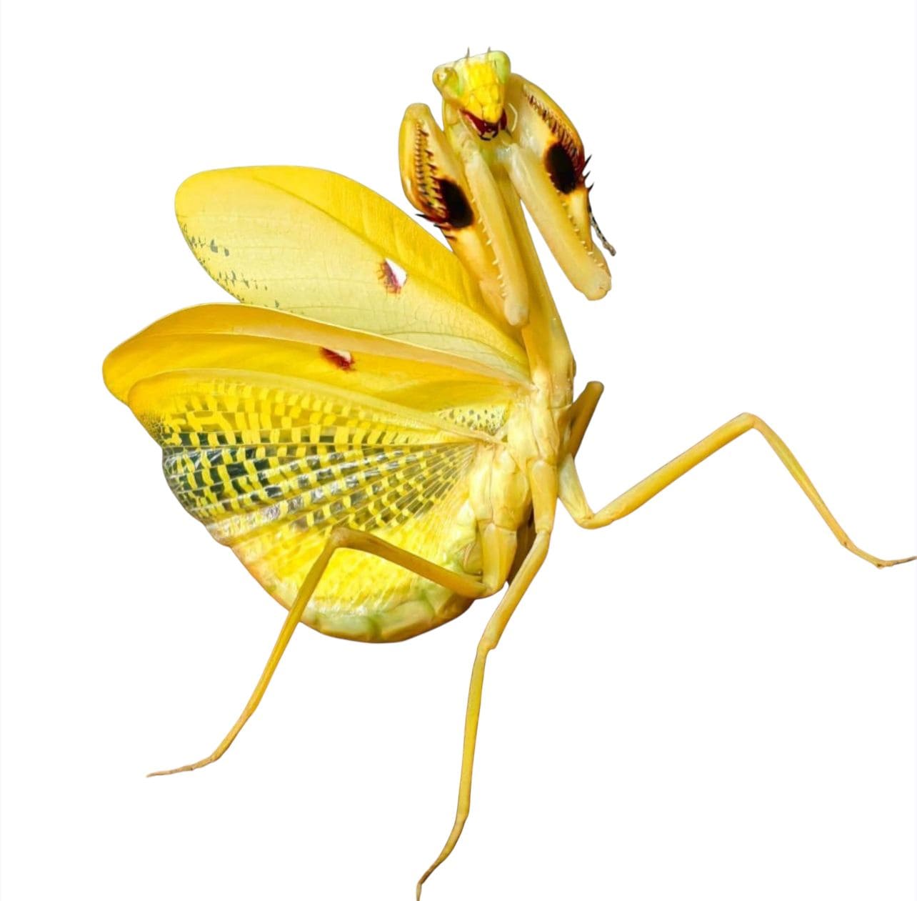 Stagmatoptera femoralis (Mantis gigante americana)