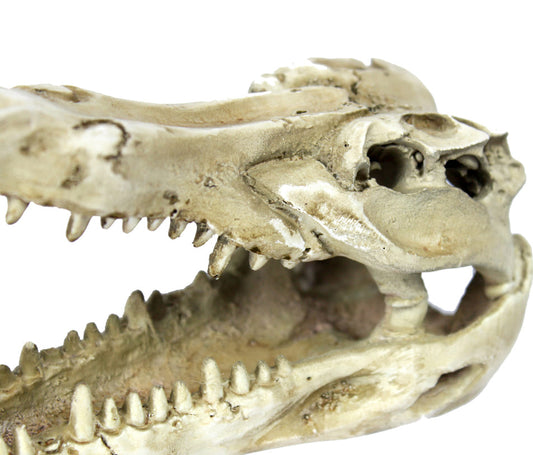 Cráneo decorativo de resina