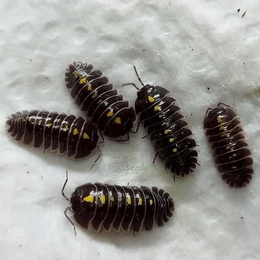 Armadillidium germanicum