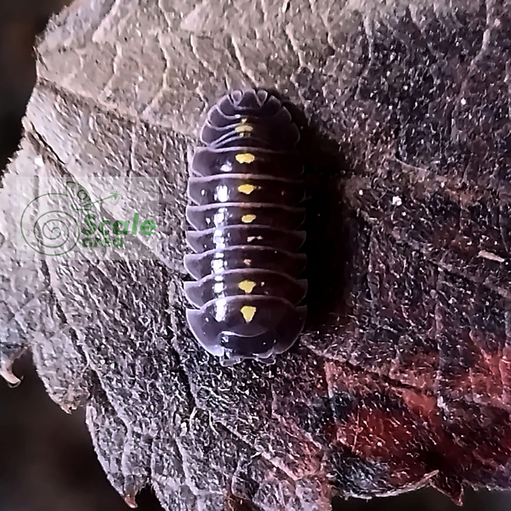 Armadillidium germanicum