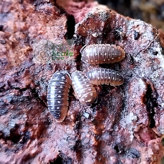 Armadillidium Klugii "Montenegro"