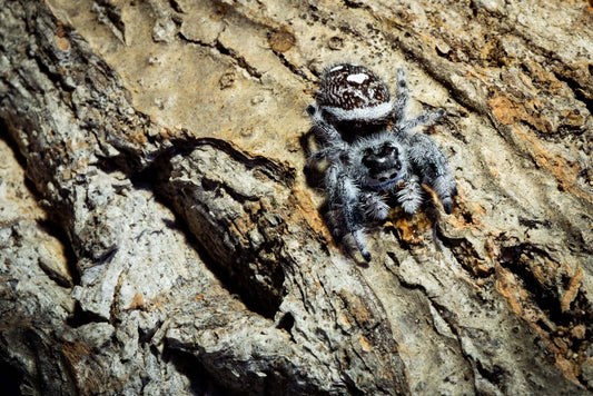 Araña Saltarina (Phidippus regius Bahamas white)