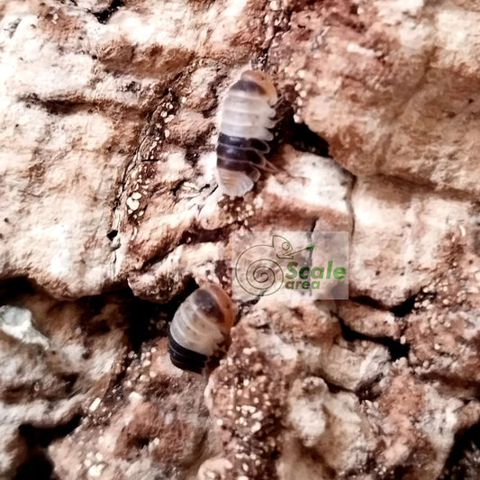 Cubaris sp. “White Shark”