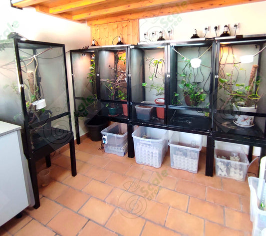 Kit profesional para pareja de camaleones