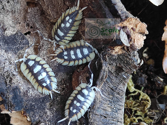 Porcellio expansus