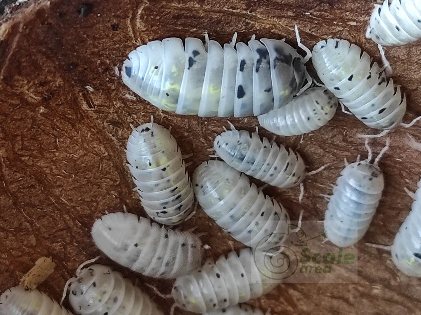 Armadillidium vulgare "magic potion"