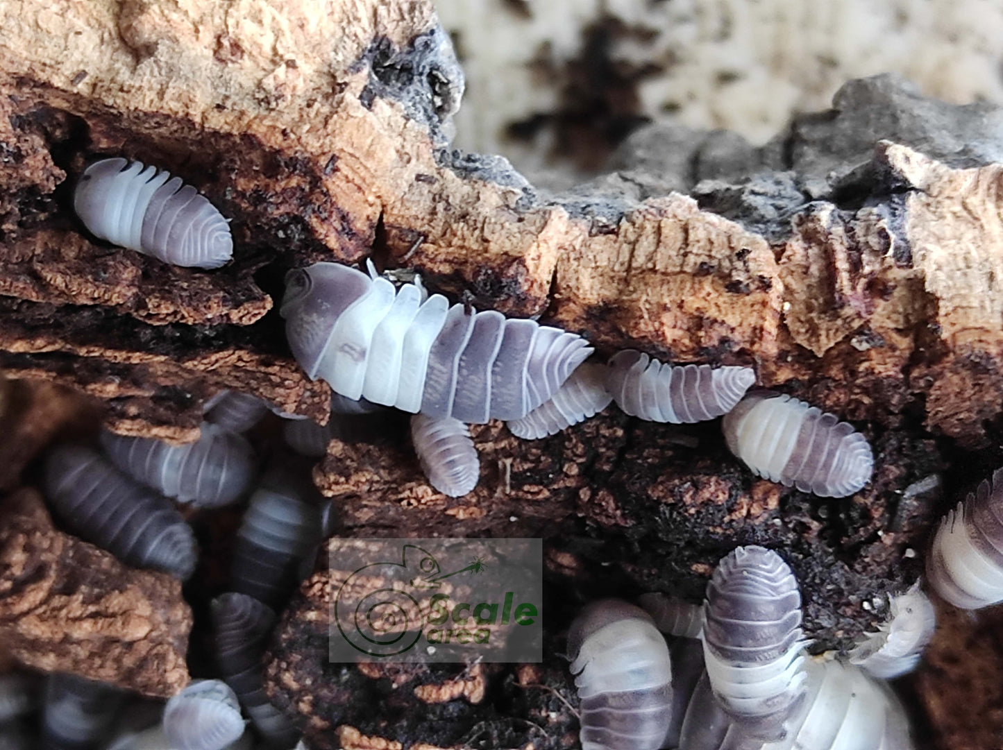 Cubaris sp. "panda king"