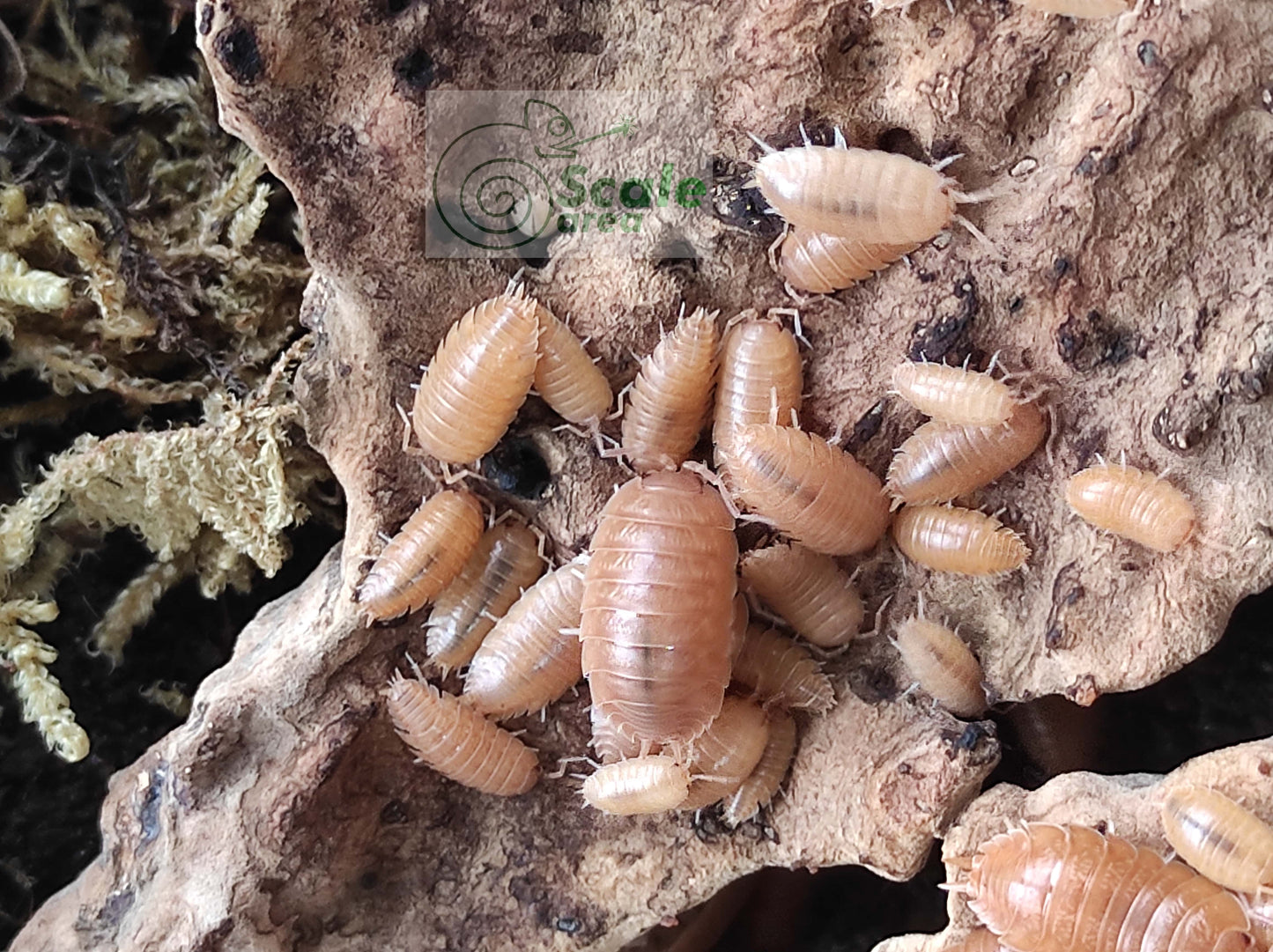 Porcellio laevis "orange"