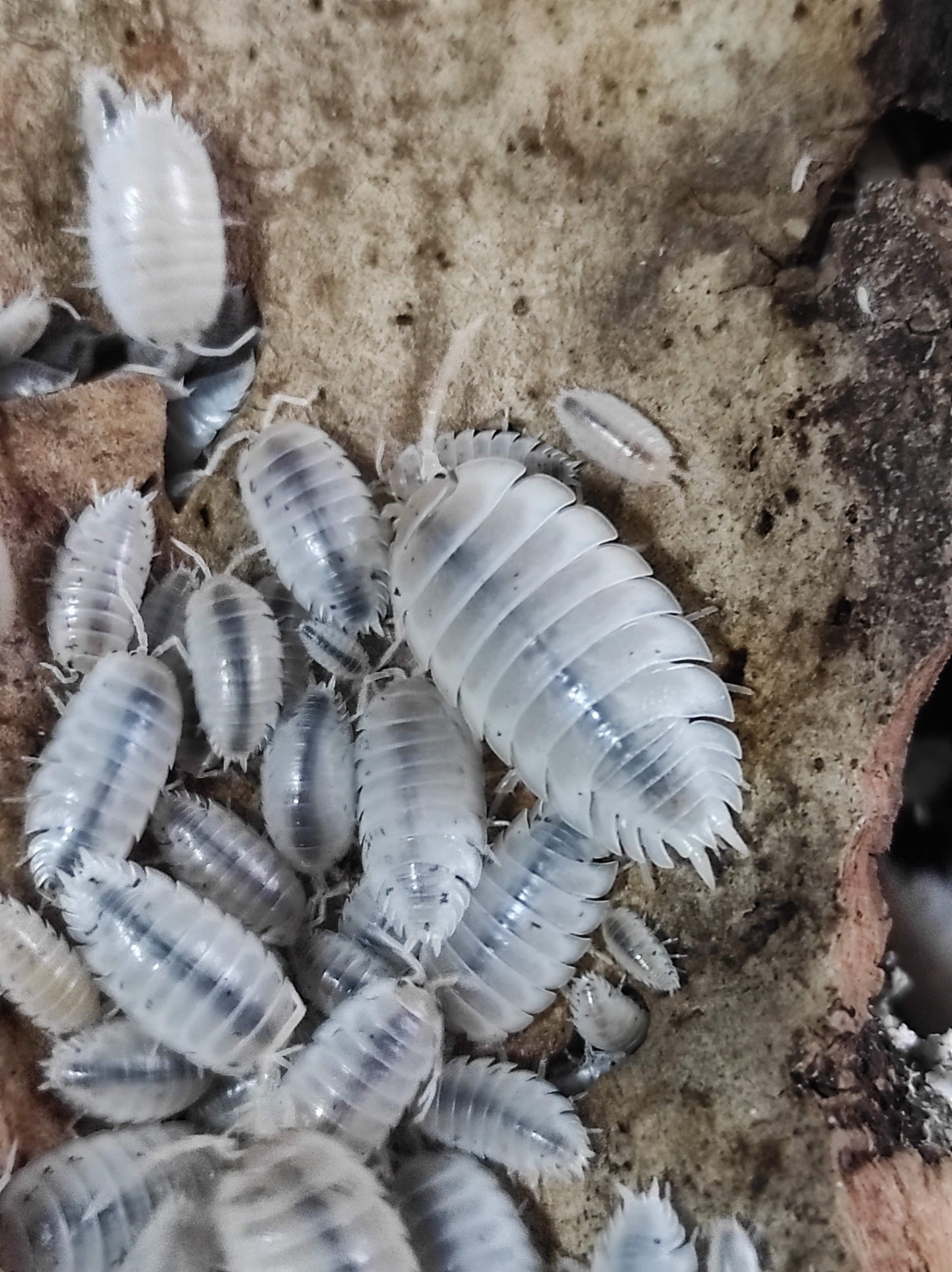 Porcellio laevis "white"