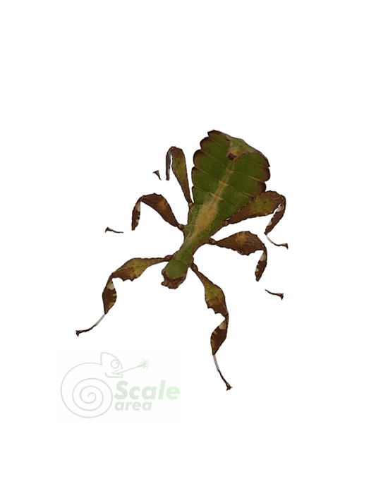 Insecto hoja (Phyllium ericoriai)