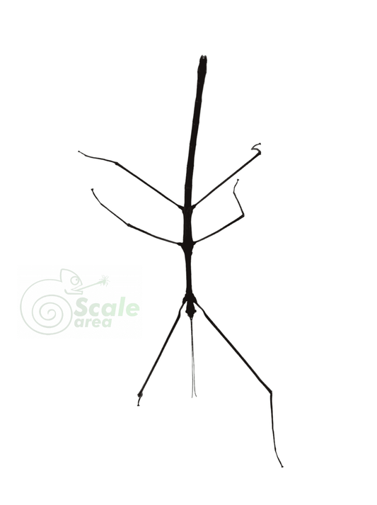 Insecto palo (Lobofemora scheirei)