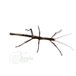 Insecto palo (corteza) Lamponius guerini