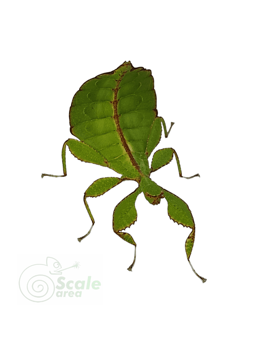 Insecto hoja (Phyllium philippinicum)