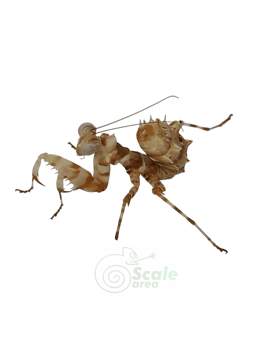 Mantis flor de África (Chlidonoptera lestoni)