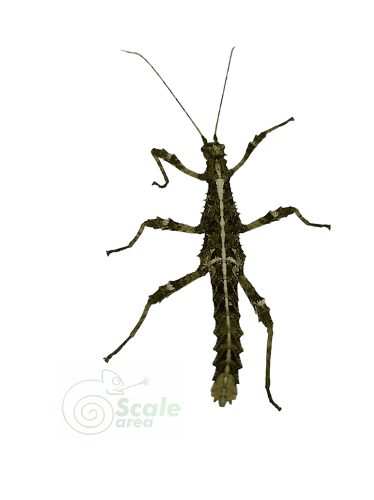 Insecto corteza (Sungaya aeta)