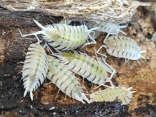 Porcellio Bolivari “Yellow Ghost”
