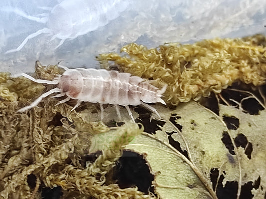 Porcellionides pruinosus "dalmatian orange"