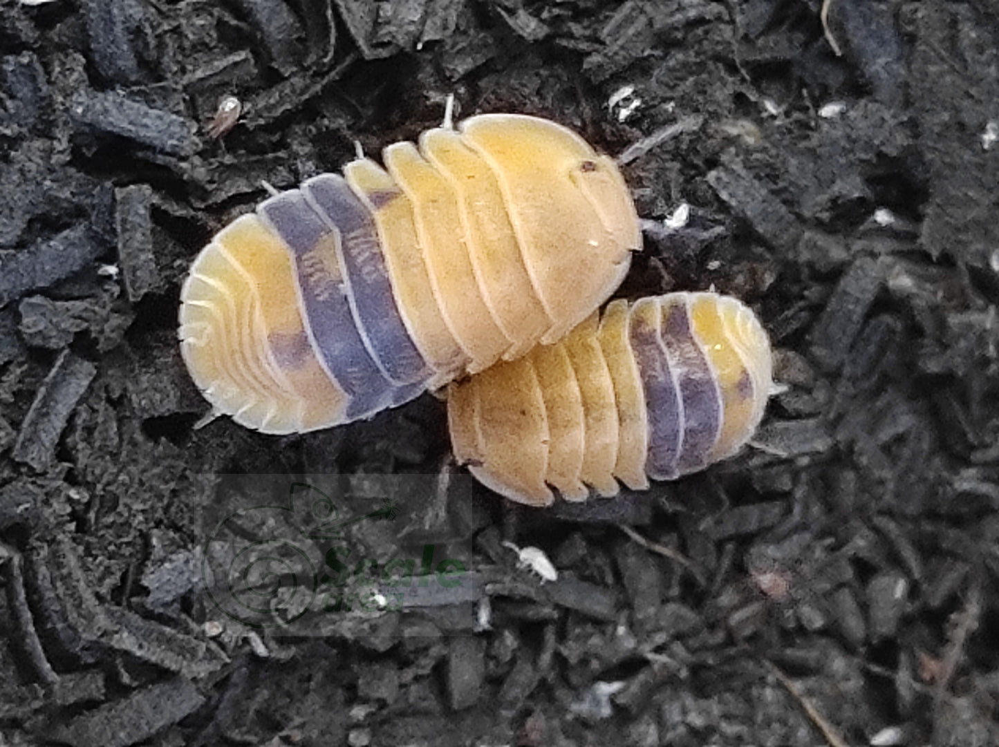 Cubaris sp. "Amber ducky"