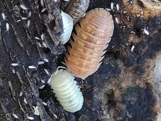 Armadillidium granulatum "naranjito"