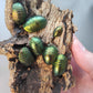 Cucaracha esmeralda verde (Pseudoglomeris magnifica)