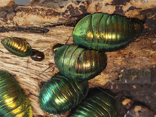 Cucaracha esmeralda verde (Pseudoglomeris magnifica)
