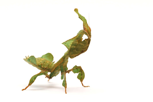 Mante fantôme (Phyllocrania paradoxa)