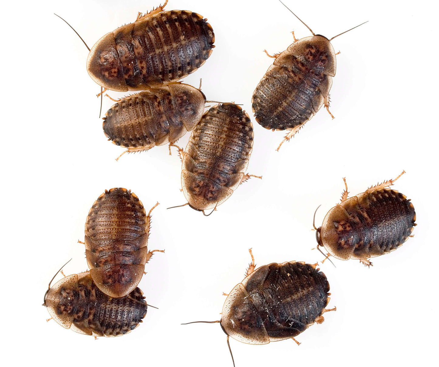 Blaptica dubia micro (0.5-1 cm)