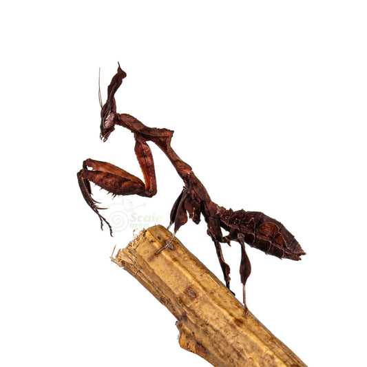 Mantis fantasma (Phyllocrania paradoxa)