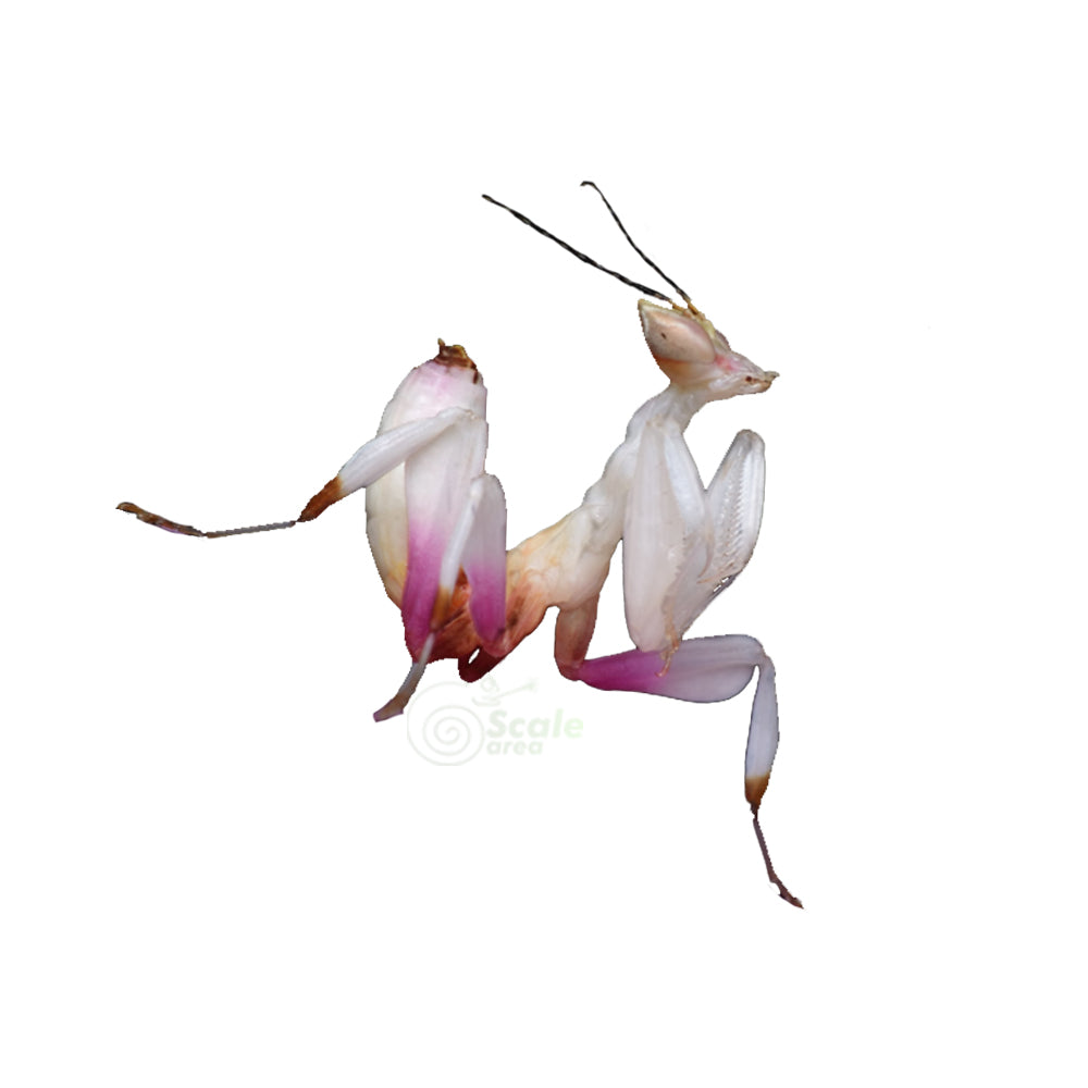Mantis orquídea (Hymenopus coronatus)