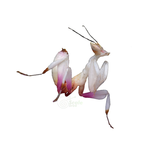 Mante orchidée (Hymenopus coronatus)