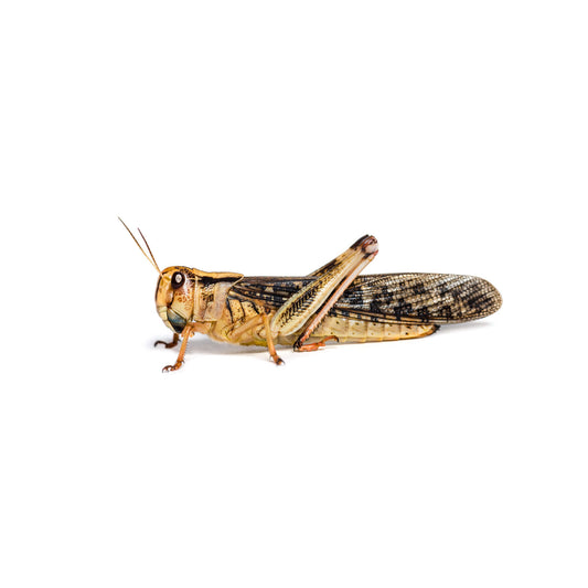 Langosta (Locusta migratoria) L