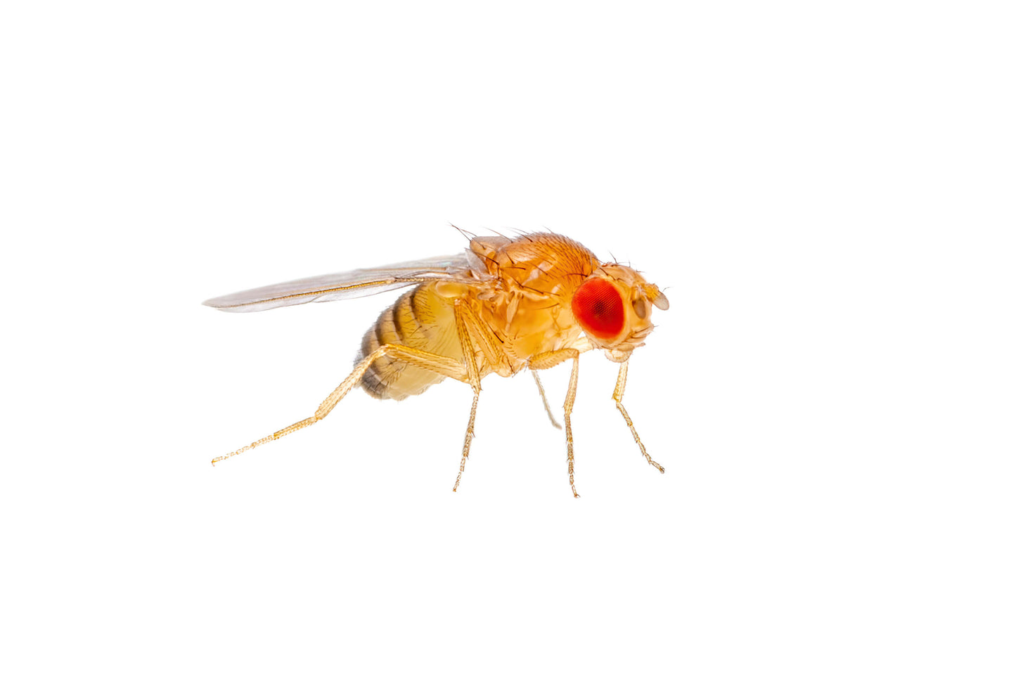 Culture of Drosophila funebris (fruit fly)